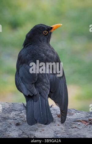 Blackbird männliches Exemplar, das aussieht und posiert Stockfoto