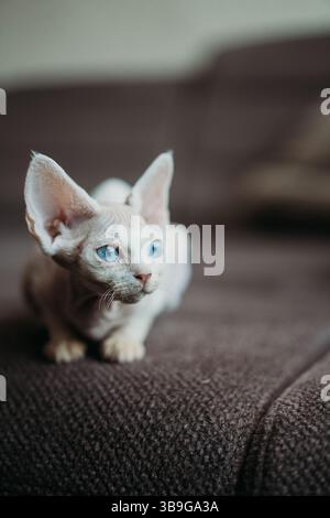 Eine weiße Devon Rex Katze mit auffälligen blauen Augen entspannt sich auf einer strukturierten braunen Oberfläche. Die großen Ohren und das gewellte Fell verleihen ihm ein einzigartiges Aussehen und machen ihn zu einem einzigartigen Erlebnis Stockfoto