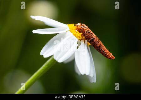 Eine detaillierte Aufnahme eines Insekts, das auf einer blühenden Kronenblüte in Santiago ruht und die lebendigen Kontraste in der Natur zeigt. Stockfoto