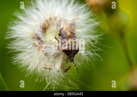 Nahaufnahme eines Käfers inmitten der flauschigen weißen Samen eines Löwenzahn, mit lebendigem natürlichem Grün und komplizierten Texturen. Stockfoto