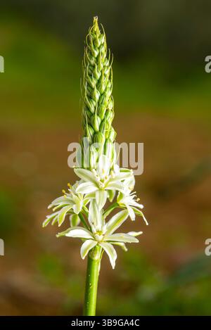 Zart geöffnete Bethlehem-Sternblüten vor einem unscharfen grünen Hintergrund, der bei natürlichem Tageslicht erfasst wird Stockfoto