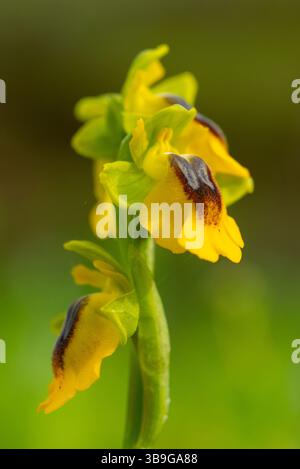 Dieses Bild zeigt das exquisite Detail einer gelben Orchidee aus Andalusien. Das Foto hebt die lebendigen Farben und komplizierten Muster von hervor Stockfoto