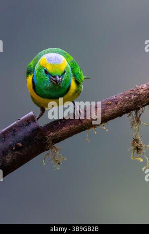 Goldbrauen-Chlorophonie - männlich Stockfoto