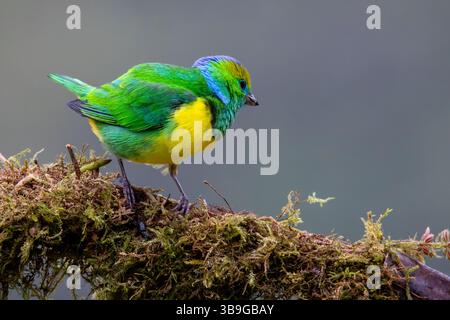 Goldbrauen-Chlorophonie - männlich Stockfoto