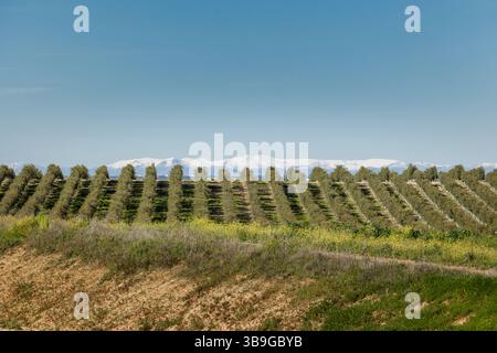 Ein Weitwinkelblick auf eine Olivenplantage in Toledo, Spanien, zeigt eine perfekte Baumausrichtung, die in Richtung der verschneiten Sierra de Madrid führt, in Kontrast zur Landwirtschaft Stockfoto