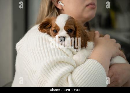 Ein Kavalier King Charles Spaniel Welpe kuschelt sich in eine gemütliche Umarmung zu Hause. Der entspannte Ausdruck des Hundes und die warme Umgebung sorgen für ein Gefühl von Komfort Stockfoto