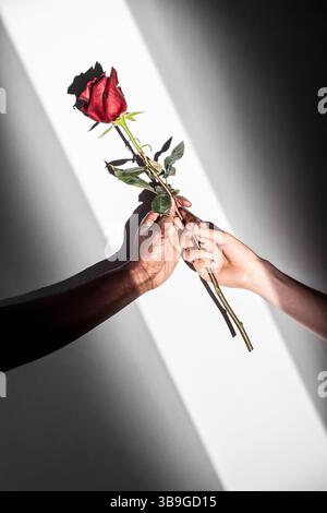Das Nahbild zeigt einen Mann und eine Frau mit unterschiedlichem ethnischen Hintergrund, die sanft eine einzelne Blume zusammenhalten und damit Einheit, Vielfalt und ap symbolisieren Stockfoto