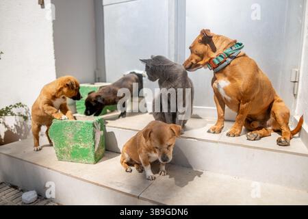 Eine bezaubernde Szene mit vier Hunden und einer Katze, die auf sonnendurchfluteten Stufen spielen. Die Tiere zeigen Neugier und Gesellschaft, was eine warme und fröhliche Atmosphäre schafft Stockfoto
