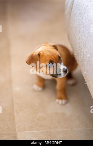 Ein kleiner brauner und weißer Welpe blickt hinter einer Couch zu Hause, seine Augen voller Neugier. Das weiche Licht unterstreicht seine verspielte Natur und sein warmes Fell Stockfoto