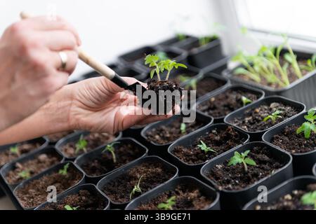 Eine Person verwendet eine kleine Kelle, um empfindliche Tomatensämlinge in Töpfe zu Pflanzen. Das Bild zeigt den Pflegeprozess der Gartenarbeit in Innenräumen und konzentriert sich auf Stockfoto