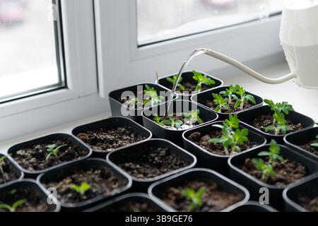 Junge Tomatensämlinge in schwarzen Töpfen werden drinnen auf einer Fensterbank gegossen, was ein gesundes Wachstum bei natürlichem Licht fördert. Ideal für Anfänger und indo Stockfoto