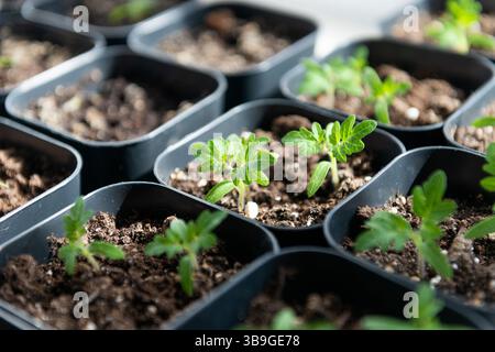Junge Tomatensämlinge wachsen in schwarzen Töpfen. Sonnenlicht verstärkt ihre leuchtend grünen Blätter und verspricht zukünftige Ernten in inspirierenden Gartenarbeiten Stockfoto