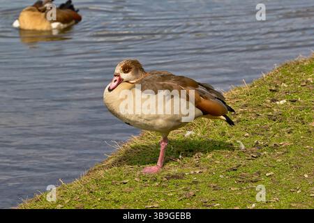 Ägyptische Gans, die auf einem Bein auf dem Grasufer stehen, eine andere Gans schwimmt im Hintergrund in einem Gewässer. Stockfoto
