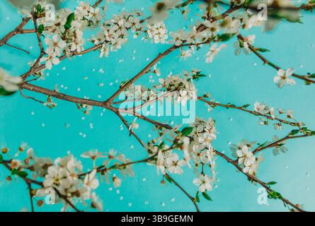 Blühende Pflaumenzweige vor einem leuchtenden türkisfarbenen Hintergrund, mit zarten weißen Blüten und gefallenen Blütenblättern, die die Szene sanft schmücken. Stockfoto