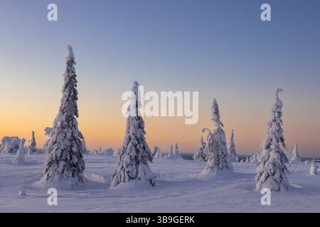 Vollmond über schneebedeckten Bäumen im Riisitunturi Nationalpark, Winter, Finnland Stockfoto