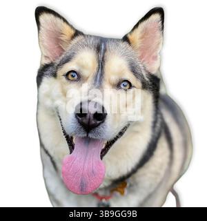 Sibirischer Husky mit blauen Augen und offenem Mund Kamera mit heller Zunge und ausgehobenen Ohren, für genauere Fokussierung zugeschnitten und auf sauberem weiß isoliert Stockfoto