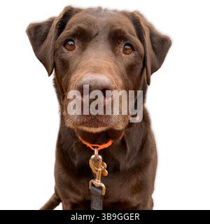 Schokoladen-Labrador-Retriever mit abgenutztem, ausdrucksstarkem Gesicht und goldbraunen Augen blickt direkt nach vorne, auf einem sauberen weißen Hintergrund für c Stockfoto
