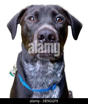 Nahaufnahme einer schwarzen Labrador-Mischung mit bernsteinfarbenen Augen und einer gesprenkelten weißen Brust, aufgenommen vor einem weißen Hintergrund mit einer ruhigen, selbstbewussten und aufmerksamen Atmosphäre Stockfoto