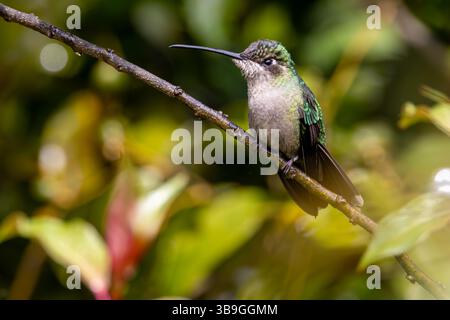 Talamanca Kolibri - Weibchen Stockfoto