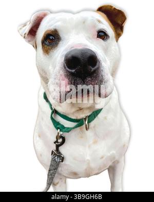 Fokussierter Blick: Eine weiße American Bulldog-Mischung mit einem einzelnen braunen Ohr blickt mit Intensität und Süße nach vorne, perfekt für ein Rettungsprajekt. Stockfoto