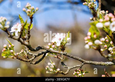 Zweige mit Blüten der chinesischen Wildbirne, Pyrus calleryana, Chanticleer Stockfoto