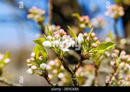 Zweige mit Blüten der chinesischen Wildbirne, Pyrus calleryana, Chanticleer Stockfoto