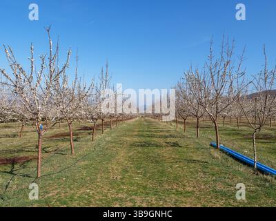 Blühende Obstbäume säumen die landwirtschaftliche Landschaft und bilden symmetrische Reihen unter hellazurblauem Himmel, was die bevorstehende saisonale Ernte signalisiert Stockfoto