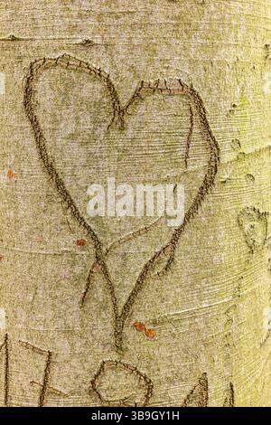 Herz in die Rinde eines Baumstamms geschnitzt Stockfoto