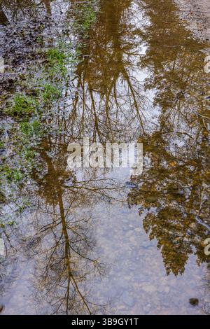 Bäume spiegeln sich auf der Wasseroberfläche Stockfoto