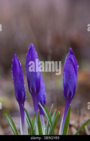 Frühlingsblüten, Krokus mit Tautropfen, Nahaufnahme Stockfoto