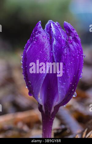 Frühlingsblüten, Krokus mit Tautropfen, Nahaufnahme Stockfoto