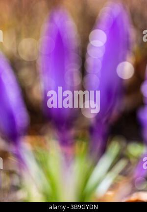 Frühlingsblüten, Krokus mit Tautropfen, Nahaufnahme Stockfoto