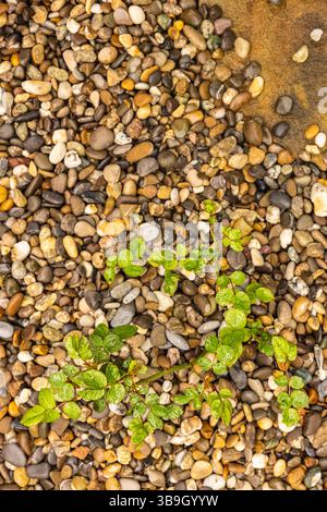 Rosenblätter mit Regentropfen auf Kieselgrund, Tapete Stockfoto