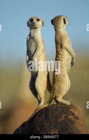 Zwei Köpfe sind besser als einer. Suricate (Suricata suricatta) benutzen jeden Anstieg, Gipfel oder Punkt in ihrem Gebiet, um sich auf dem l zu befinden Stockfoto
