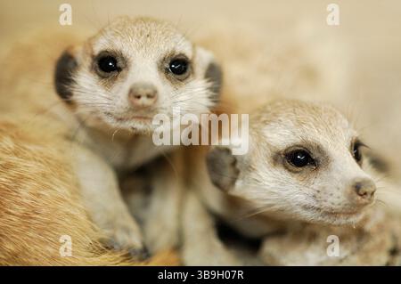 Junge Suricate oder schlanke Seezunge (Suricata suricatta) werden im ersten Lebensmonat ausschließlich von ihrer Mutter gepflegt. Sie bleiben in Stockfoto