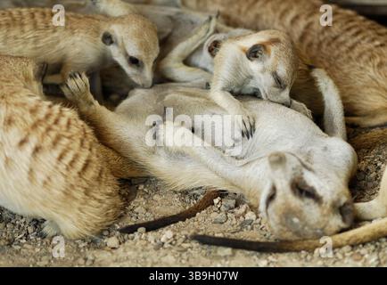 Junge Suricate oder schlanke Seezunge (Suricata suricatta) werden im ersten Lebensmonat ausschließlich von ihrer Mutter gepflegt. Diese Fotoshow Stockfoto