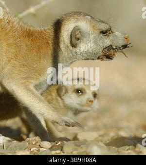 Im Alter von etwa zwei Monaten sind junge Suricate oder Slender-Tail-Erdmännchen (Suricata suricatta) bereits außerhalb der Baugrube aktiv, können es aber immer noch nicht Stockfoto