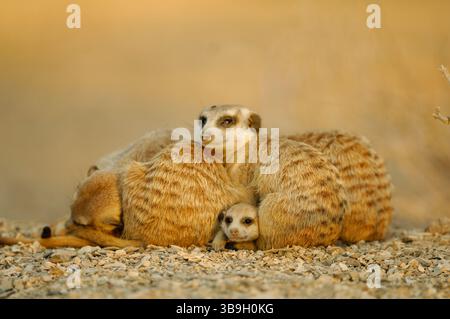 Wenn die Temperaturen am Ende des Tages sinken, sammeln sich Suricates oder schlanke Seezunge (Suricata suricatta), um sich zusammenzukuscheln, einander zu pflegen und sich anzustrengen Stockfoto