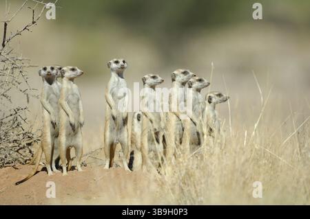 Suricate oder Slender-Tail-Erdmännchen (Suricata suricatta) Stehschutz. Ihre Alarmrufe vermitteln spezifische Informationen über den Typ und die Dringlichkeit eines Stockfoto