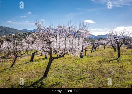 Blühende Mandelbäume in der Nähe des Dorfes es Capdella, Mallorca, Balearen, Spanien Stockfoto