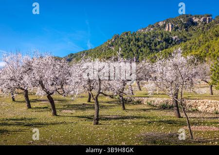 Blühende Mandelbäume in der Nähe des Dorfes es Capdella, Mallorca, Balearen, Spanien Stockfoto
