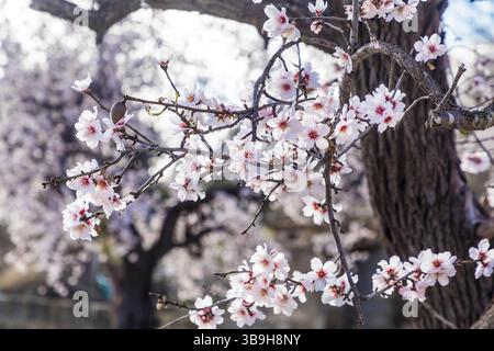 Blühende Mandelbäume im Morgenlicht in der Nähe des Dorfes es Capdella, Mallorca, Balearen, Spanien Stockfoto