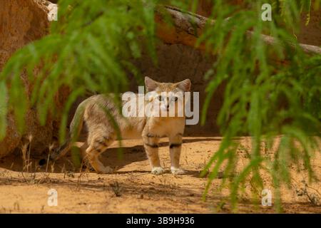Sandkatze (Felis margarita) Stockfoto