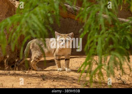 Sandkatze (Felis margarita) Stockfoto
