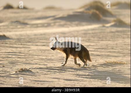 Braune Hyäne (Parahyaena brunnea oder Hyaena brunnea), Tsau-ǁKhaeb-(Sperrgebiet)-Nationalpark, Namibia | Schabrackenhyäne (Parahyaena brunnea oder Hyae Stockfoto
