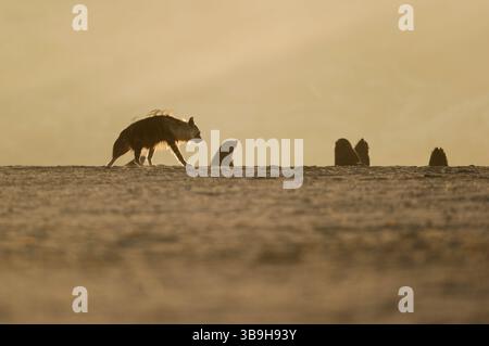 Braune Hyäne (Parahyaena brunnea oder Hyaena brunnea), Tsau-ǁKhaeb-(Sperrgebiet)-Nationalpark, Namibia | Schabrackenhyäne (Parahyaena brunnea oder Hyae Stockfoto