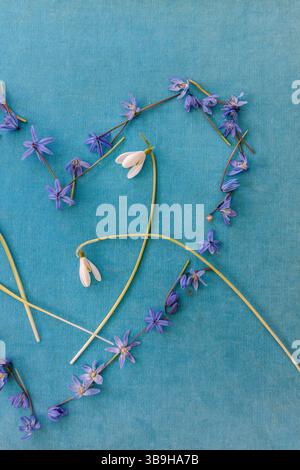Eine geschnittene Herzform aus bluestar-Blüten mit weißen Schneeglöckchen liegt auf blauem Hintergrund zum Thema Liebe Stockfoto