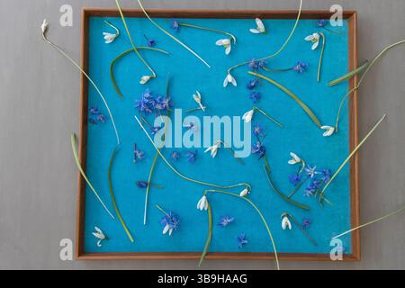 Blumenanordnung aus weißen Schneeglöckchen mit zarten Stilen und blauen Blüten auf blauem Hintergrund im Rahmen Stockfoto