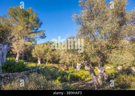 Alte Olivenbäume auf dem Weg zwischen es Capdella und Finca Publica Galatzo, Mallorca, Balearen, Spanien Stockfoto