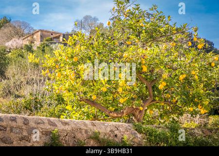 Zitronenbaum mit vielen Früchten in Esporles, Mallorca, Balearen, Spanien Stockfoto